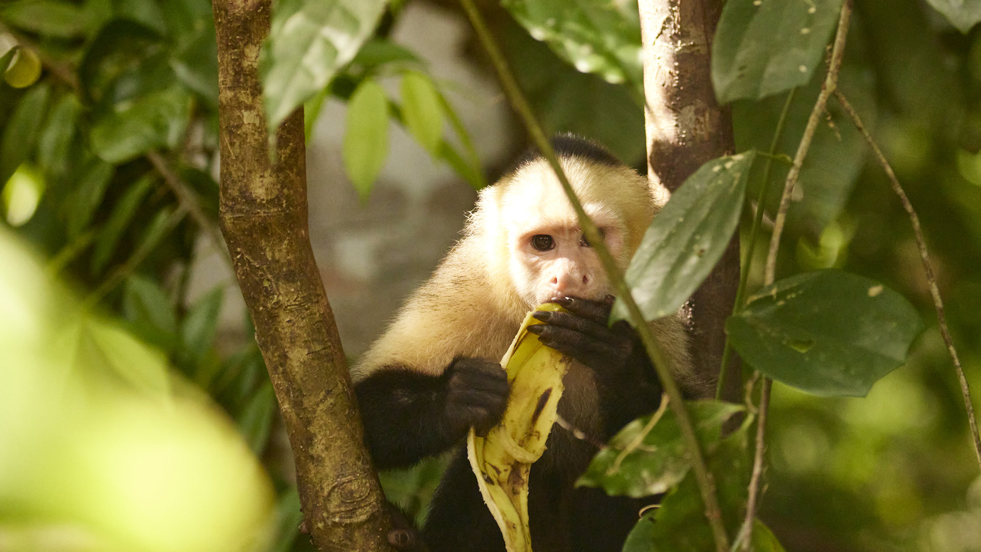 Capuchin monkey eating banana - image 8